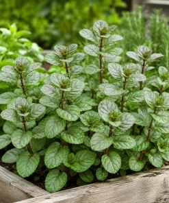 Set of 3 Chocolate Mint Live Plants, 4-7 Inches Tall - Rooted Herb for Indoor & Outdoor - Image 6