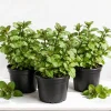 Set of 3 Chocolate Mint Live Plants, 4-7 Inches Tall - Rooted Herb for Indoor & Outdoor - Image 1