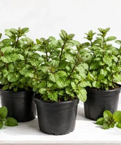 Set of 3 Chocolate Mint Live Plants, 4-7 Inches Tall - Rooted Herb for Indoor & Outdoor - Image 1