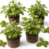 Set of 3 Chocolate Mint Live Plants, 4-7 Inches Tall, Rooted Herb for Indoor & Outdoor - Image 1