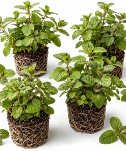 Set of 3 Chocolate Mint Live Plants, 4-7 Inches Tall, Rooted Herb for Indoor & Outdoor - Image 1