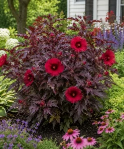 Set of 3 Cranberry Hibiscus Live Plants, 4-6 Inches Tall, Red Leaf False Roselle Shrubs for Outdoor - Image 2