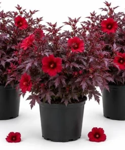 Set of 3 Cranberry Hibiscus Live Plants, 4-6 Inches Tall, Red Leaf False Roselle Shrubs for Outdoor - Image 1