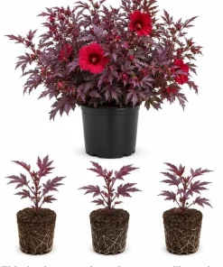 Set of 3 Cranberry Hibiscus Live Plants, 4-6 Inches Tall, Red Leaf False Roselle Shrubs for Outdoor - Image 3