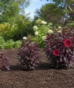 Set of 3 Cranberry Hibiscus Live Plants, 4-6 Inches Tall, Red Leaf False Roselle Shrubs for Outdoor - Image 5
