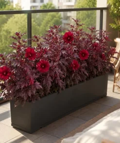 Set of 3 Cranberry Hibiscus Live Plants, 4-6 Inches Tall, Red Leaf False Roselle Shrubs for Outdoor - Image 6