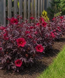 Set of 3 Cranberry Hibiscus Live Plants, 4-6 Inches Tall, Red Leaf False Roselle Shrubs for Outdoor - Image 7