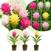 Set of 3 Curcuma Ginger Mix Live Plants, 4-6 Inches Tall, Tropical, Indoor/Outdoor - Image 1