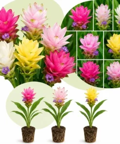 Set of 3 Curcuma Ginger Mix Live Plants, 4-6 Inches Tall, Tropical, Indoor/Outdoor - Image 1