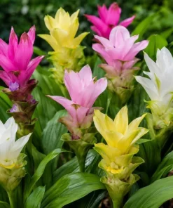 Set of 3 Curcuma Ginger Mix Live Plants, 4-6 Inches Tall, Tropical, Indoor/Outdoor - Image 2