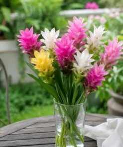 Set of 3 Curcuma Ginger Mix Live Plants, 4-6 Inches Tall, Tropical, Indoor/Outdoor - Image 5