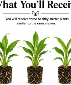 Set of 3 Ginger Curcuma Mix Live Plants for Home Garden, Random Siam Curcuma, 4-8 Inch Tall - Image 2