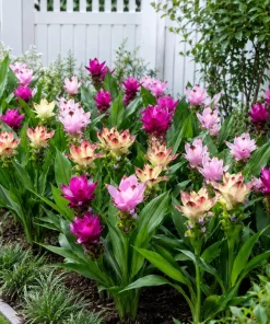 Set of 3 Ginger Curcuma Mix Live Plants for Home Garden, Random Siam Curcuma, 4-8 Inch Tall - Image 5