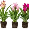 Set of 3 Ginger Curcuma Mix Live Plants for Home Garden, Random Siam Curcuma, 4-8 Inch Tall - Image 1