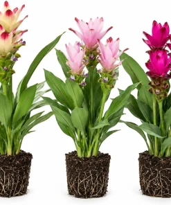 Set of 3 Ginger Curcuma Mix Live Plants for Home Garden, Random Siam Curcuma, 4-8 Inch Tall - Image 1