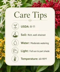 Set of 3 Jasmine Live Plants for Outdoor Garden, 4-6 Inches Tall, Fragrant Flowers - Image 2