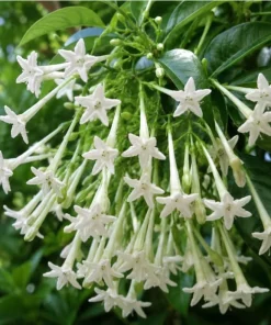 Set of 3 Jasmine Live Plants for Outdoor Garden, 4-6 Inches Tall, Fragrant Flowers - Image 3