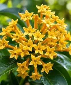 Set of 3 Jasmine Live Plants for Outdoor Garden, 4-6 Inches Tall, Fragrant Flowers - Image 5