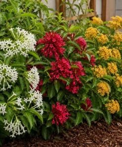 Set of 3 Jasmine Live Plants for Outdoor Garden, 4-6 Inches Tall, Fragrant Flowers - Image 6