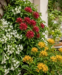 Set of 3 Jasmine Live Plants for Outdoor Garden, 4-6 Inches Tall, Fragrant Flowers - Image 7