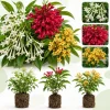 Set of 3 Jasmine Live Plants for Outdoor Garden, 4-6 Inches Tall, Fragrant Flowers - Image 1