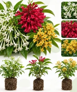 Set of 3 Jasmine Live Plants for Outdoor Garden, 4-6 Inches Tall, Fragrant Flowers - Image 1