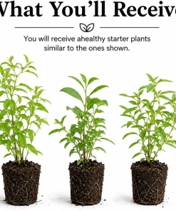 Set of 3 Jasmine Live Plants - White, Red, Orange Blooming Flowers, 4-8 Inch Tall - Image 2