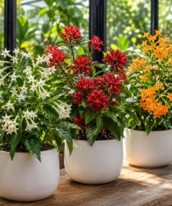 Set of 3 Jasmine Live Plants - White, Red, Orange Blooming Flowers, 4-8 Inch Tall - Image 5