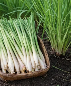 Set of 3 Lemongrass Live Plants, 1 Gallon Pot, Fragrant Perennial Herb, Indoor/Outdoor - Image 6
