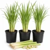 Set of 3 Lemongrass Live Plants, 1 Gallon Pot, Fragrant Perennial Herb, Indoor/Outdoor - Image 1