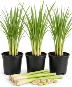 Set of 3 Lemongrass Live Plants, 1 Gallon Pot, Fragrant Perennial Herb, Indoor/Outdoor - Image 1