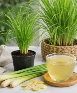 Set of 3 Lemongrass Live Plants for Planting, Fragrant Perennial Herb, 1 Gallon Pot - Image 2