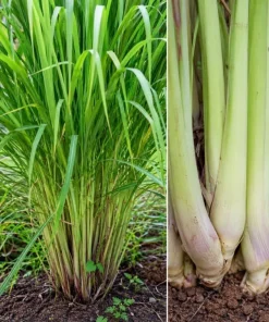 Set of 3 Lemongrass Live Plants for Planting, Fragrant Perennial Herb, 1 Gallon Pot - Image 4