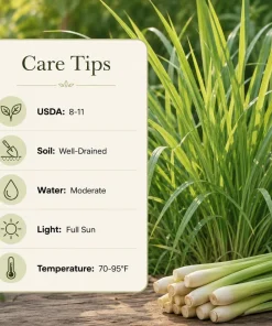 Set of 3 Lemongrass Live Plants for Planting, Fragrant Perennial Herb, 1 Gallon Pot - Image 6