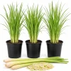 Set of 3 Lemongrass Live Plants for Planting, Fragrant Perennial Herb, 1 Gallon Pot - Image 1