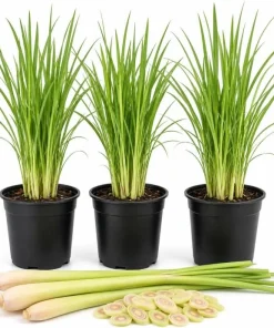 Set of 3 Lemongrass Live Plants for Planting, Fragrant Perennial Herb, 1 Gallon Pot - Image 1