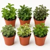 Set of 3 Mint Live Plants - Fragrant Culinary Herb Starter Plants for Garden & Patio, 4-7 Inch Tall - Image 1