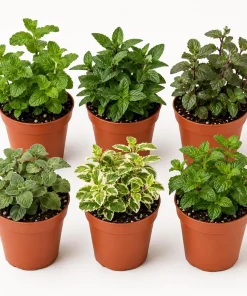Set of 3 Mint Live Plants - Fragrant Culinary Herb Starter Plants for Garden & Patio, 4-7 Inch Tall - Image 1