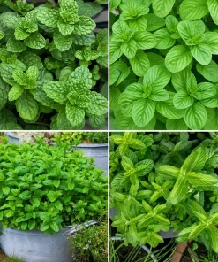 Set of 3 Mint Live Plants - Fragrant Culinary Herb Starter Plants for Garden & Patio, 4-7 Inch Tall - Image 2