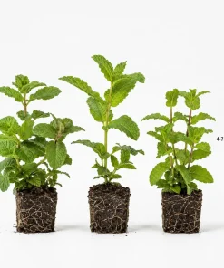 Set of 3 Mint Live Plants - Fragrant Culinary Herb Starter Plants for Garden & Patio, 4-7 Inch Tall - Image 5