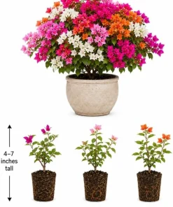 Set of 3 Mixed Bougainvillea Live Plants – 4-7 Inches Tall, Colorful Flowering Vines for Outdoor Gardens - Image 3