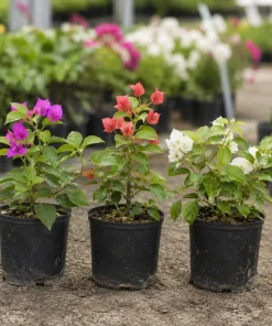 Set of 3 Mixed Bougainvillea Live Plants – 4-7 Inches Tall, Colorful Flowering Vines for Outdoor Gardens - Image 6