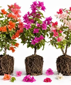 Set of 3 Mixed Bougainvillea Live Plants – 4-7 Inches Tall, Colorful Flowering Vines for Outdoor Gardens - Image 1