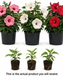 Set of 3 Mixed Hardy Hibiscus Live Plants – 4-7 Inches Tall Rooted Flowering Shrubs - Image 3