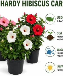 Set of 3 Mixed Hardy Hibiscus Live Plants – 4-7 Inches Tall Rooted Flowering Shrubs - Image 5