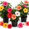 Set of 3 Mixed Hardy Hibiscus Live Plants – 4-7 Inches Tall Rooted Flowering Shrubs - Image 1