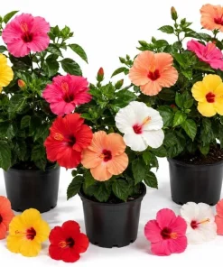 Set of 3 Mixed Hardy Hibiscus Live Plants – 4-7 Inches Tall Rooted Flowering Shrubs - Image 1