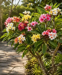 Set of 3 Mixed Plumeria Cuttings - Tropical Frangipani Live Plant for Outdoor Garden - Image 3