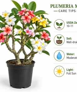 Set of 3 Mixed Plumeria Cuttings - Tropical Frangipani Live Plant for Outdoor Garden - Image 4
