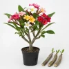 Set of 3 Mixed Plumeria Cuttings - Tropical Frangipani Live Plant for Outdoor Garden - Image 1